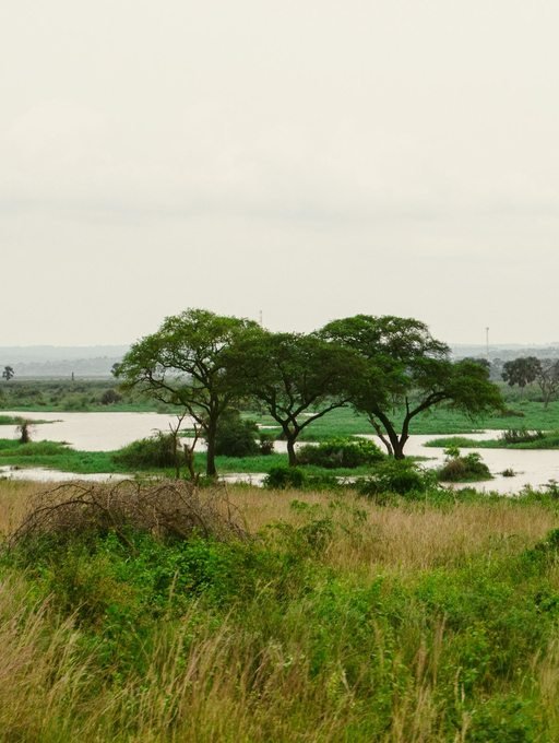 River Nile at Murchison Falls National Park