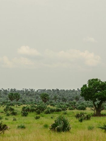 Green savannah landscape in Uganda