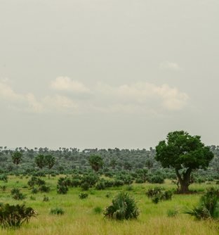 Green savannah landscape in Uganda