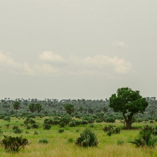 Green savannah landscape in Uganda