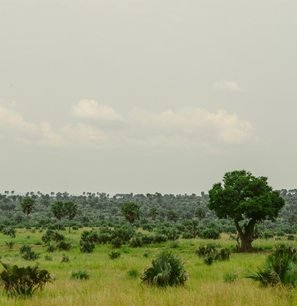 Green savannah landscape in Uganda