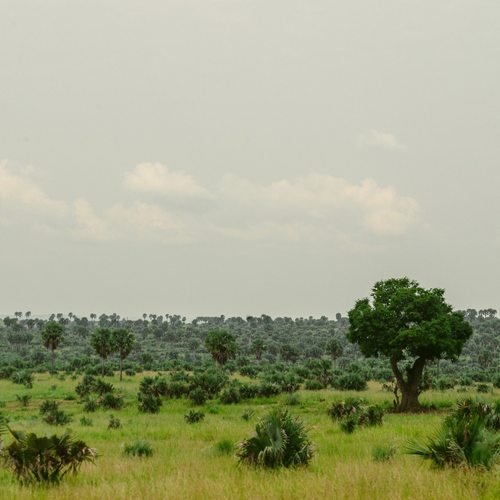 Green savannah landscape in Uganda