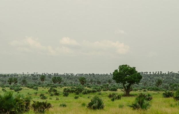 Green savannah landscape in Uganda