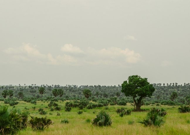 Green savannah landscape in Uganda
