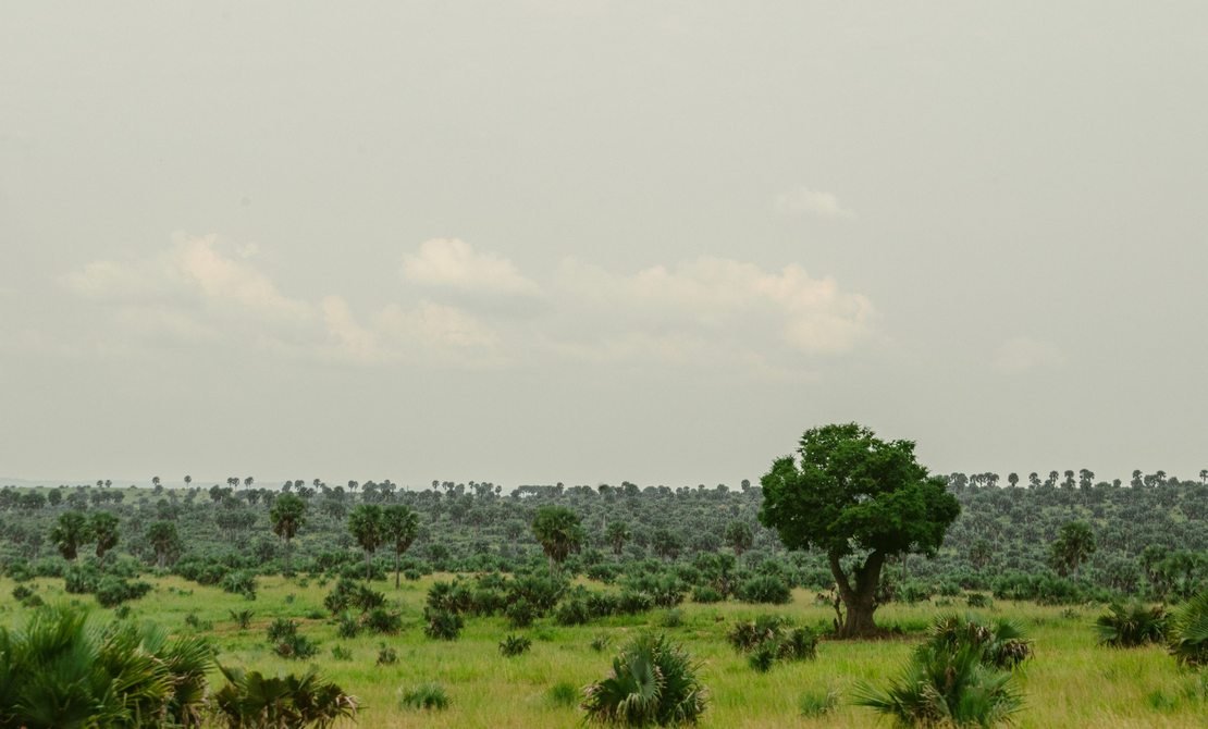 Green savannah landscape in Uganda