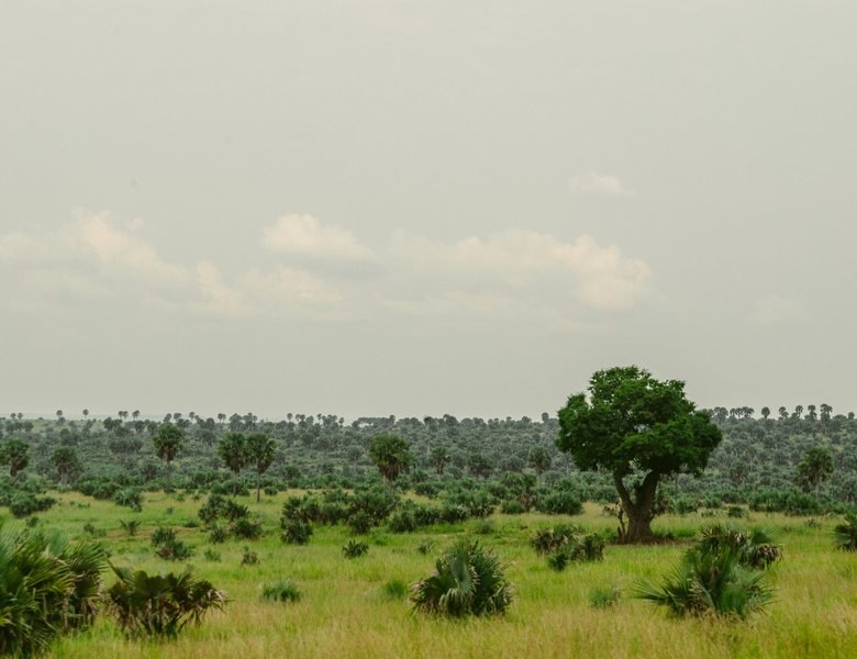 Green savannah landscape in Uganda