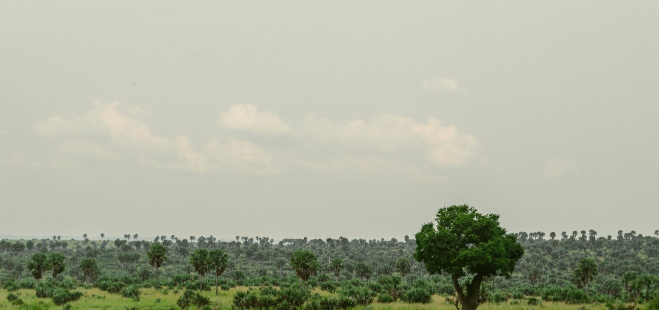 Green savannah landscape in Uganda