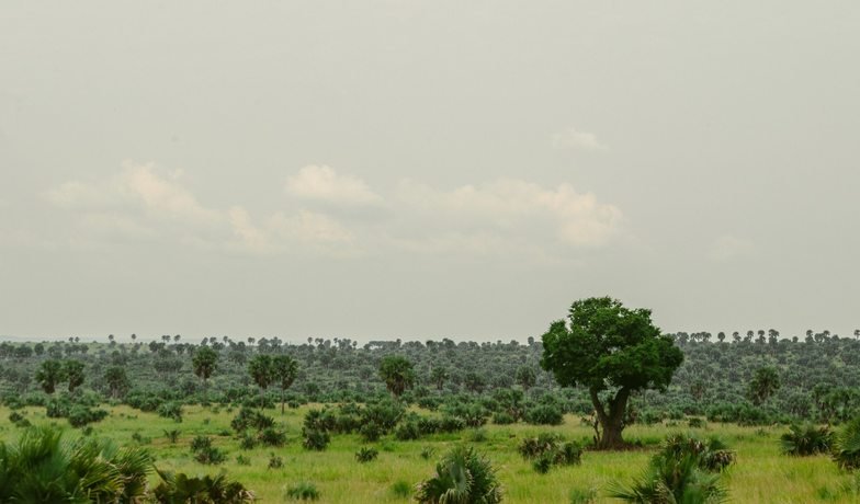 Green savannah landscape in Uganda