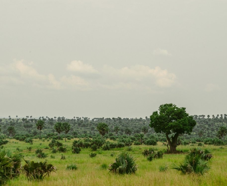 Green savannah landscape in Uganda