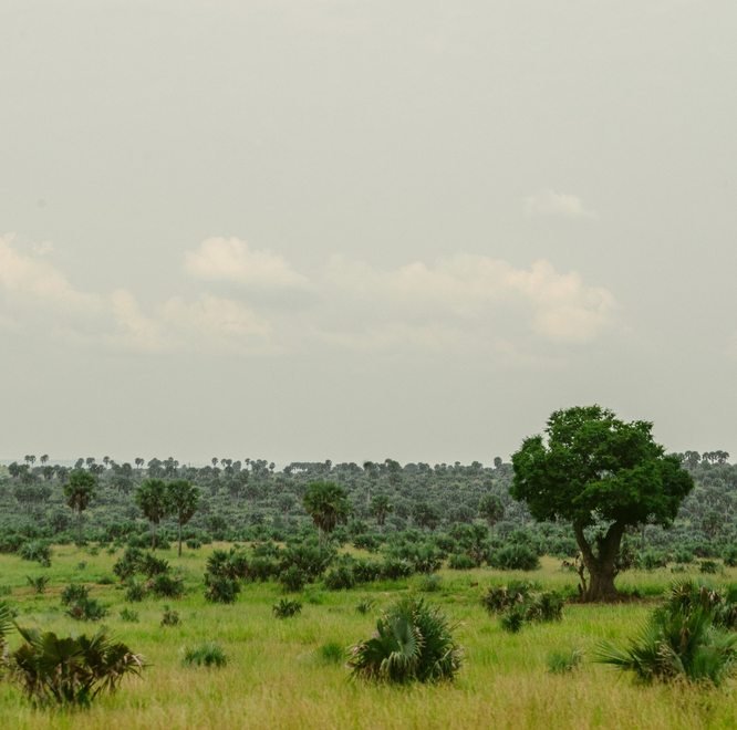 Green savannah landscape in Uganda